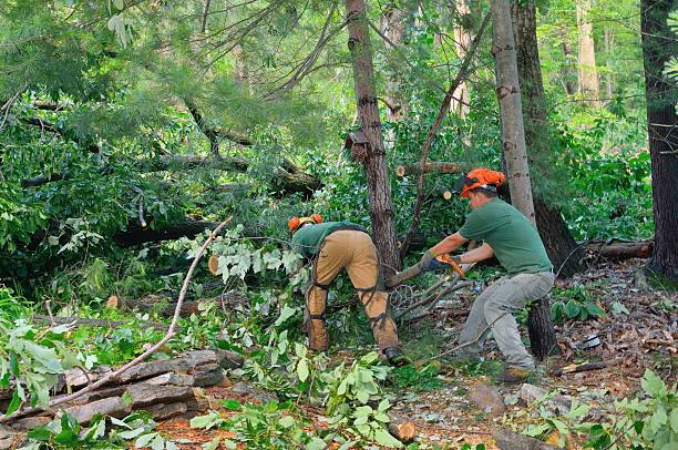 Best Professional Tree Care  in USA